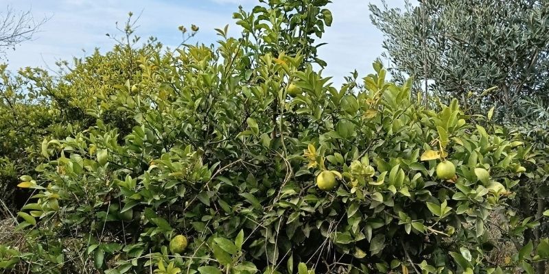 Serik Boğazkent’te Satılık Bahçe
